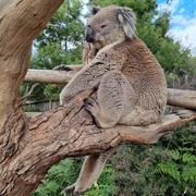 Mornington Peninsula & Western Port Bio Reserve, VIC, Australia