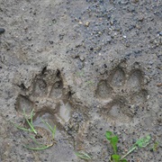 Animal Tracking