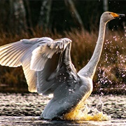 Kristianstads Vattenrike Biosphere Reserve, Sweden