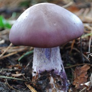 Blewit