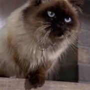 Sassy the Cat (Homeward Bound)