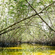 Noroeste Amotapes Manglares Biosphere Reserve, Peru
