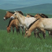 Khustain Nuruu (Hustai) National Park, Mongolia