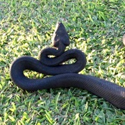 Fiji Cobra