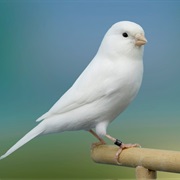A Live Bird