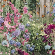 Butterfly Cage Garden