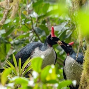 El Triunfo Biosphere Reserve, Chiapas, Mexico