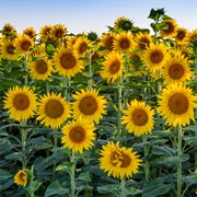 Visit a Sunflower Field