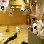 Cat Cafe