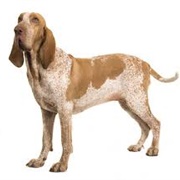 Bracco Italiano Dog