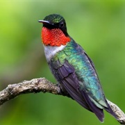 Ruby Throated Hummingbird