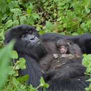 Bwindi Impenetrable Forest, Uganda