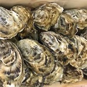 Lindisfarne Rock Oysters