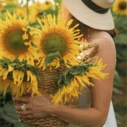 Pick Sunflowers