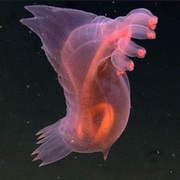 Headless Chicken Monster (Enypniastes Exima)