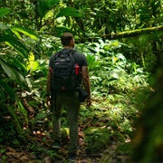 Explore a Rainforest