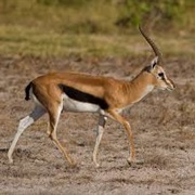Mongalla Gazelle