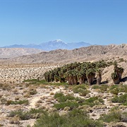 Indio Hills Palms