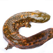 Hellbender