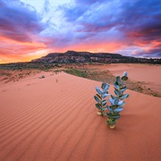 Coral Pink Sand Dunes, Utah