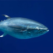 Blue Fin Tuna