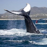 El Vizcaíno Biosphere Reserve, Baja California Sur, Mexico