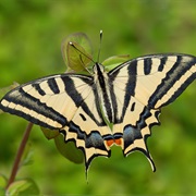 Southern Swallowtail