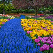 Skagit Valley Tulip Festival in Mount Vernon (April)