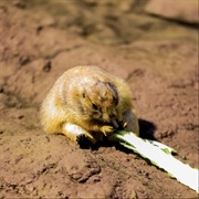 Mika - Supekotoramu (2025)