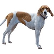 English Foxhound