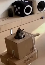 Borrasca (C. K. Walker)