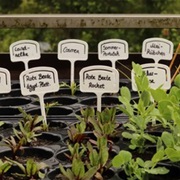 Garden Plant Name Markers