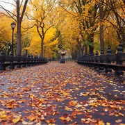 NYC in the Fall