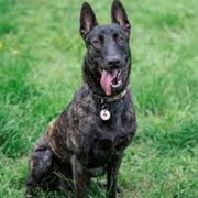 Dutch Shepherd Dog