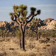 Mojave & Colorado Deserts Biosphere Reserve, California, USA
