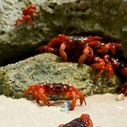 Red Crabs