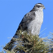 American Goshawk