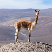 San Guillermo Biosphere Reserve, Argentina