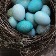 Find a Robin Egg on the Ground