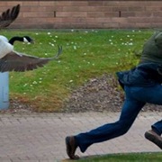 Get Chased by a Wild Gooose