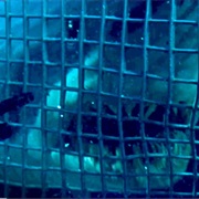 Deep Blue Sea (1999) – Making Sharks Smarter