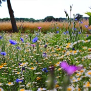 In a Field of Wildflowers