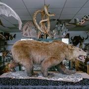 Cranfield's Curiosity Cabinet