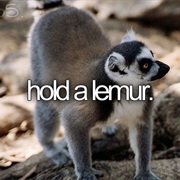 Hold a Lemur