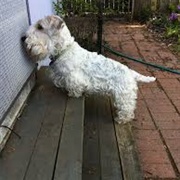 Sealyham Terrier
