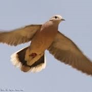 Migrate Short Distances in Winter