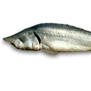 Storione Ladano
