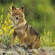 Golden Jackal