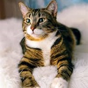 American Polydactyl Cat