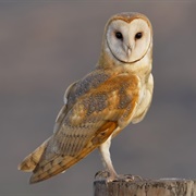 American Barn Owl